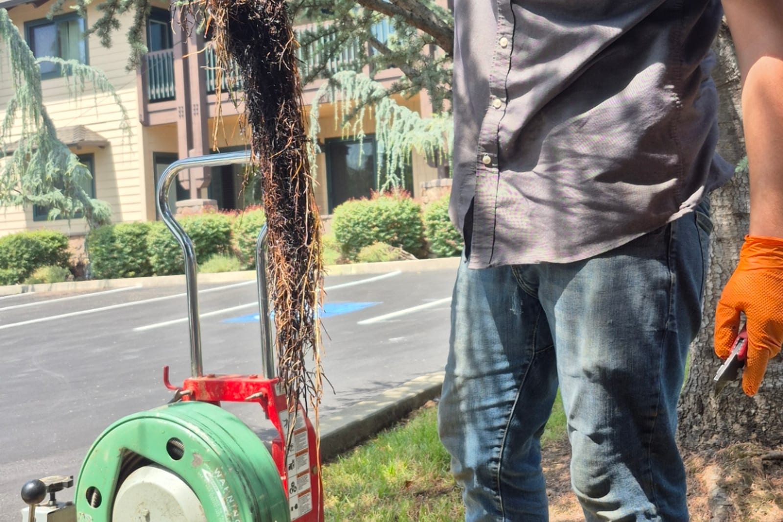 Sherlock Homes Plumbing clearing a sewer line with a drain machine, lifting out a mass of roots